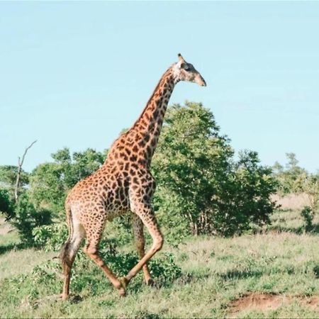 Honeyguide Tented Safari Camps - Mantobeni Manyeleti Game Reserve Bagian luar foto