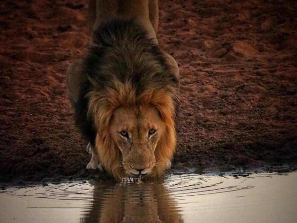 Honeyguide Tented Safari Camps - Mantobeni Manyeleti Game Reserve Bagian luar foto