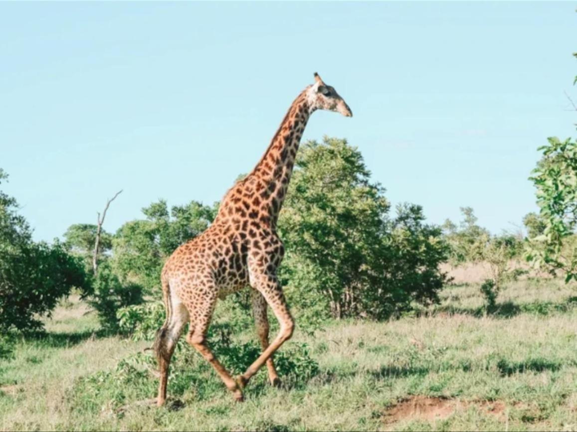 Honeyguide Tented Safari Camps - Mantobeni Manyeleti Game Reserve Bagian luar foto