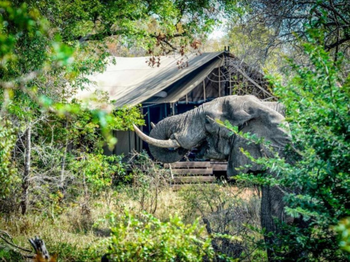 Honeyguide Tented Safari Camps - Mantobeni Manyeleti Game Reserve Bagian luar foto